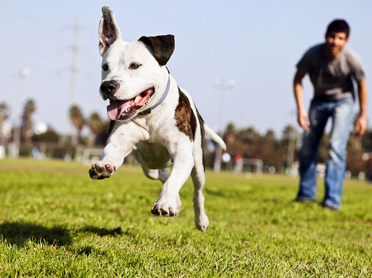 Solving Dog Lawn Issues With Artificial Turf for Pets in Seattle