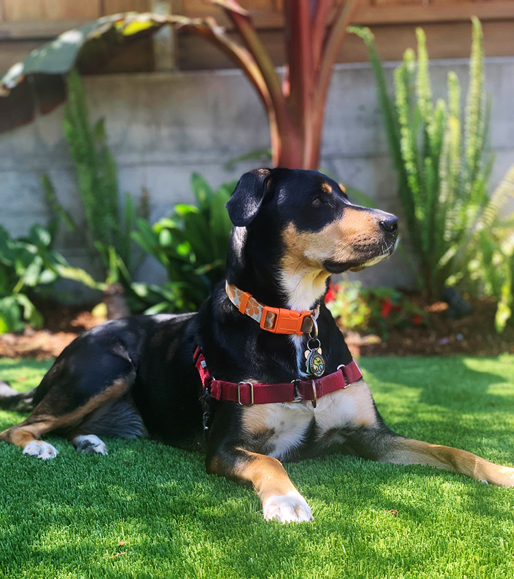 How Infill in Makes Artificial Grass More Comfortable for Pets