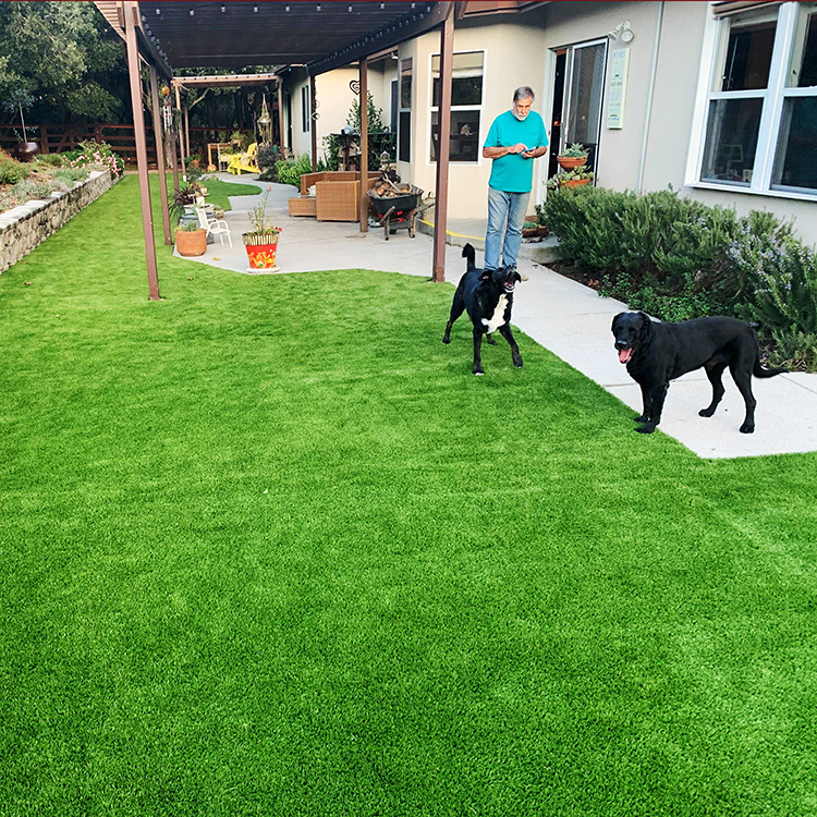 Why Artificial Grass is a Great Choice for San Jose Pet Owners