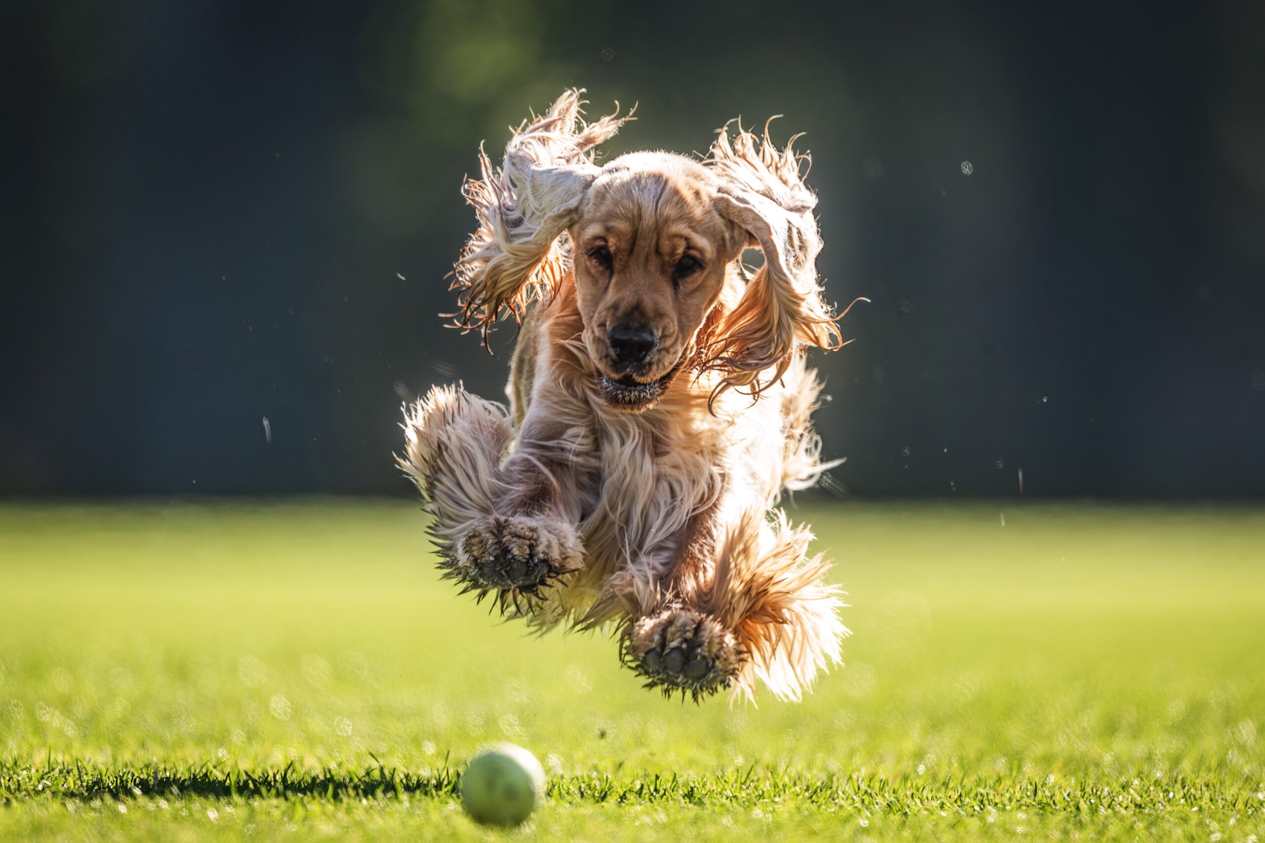 artificial grass pet turf—built for play and comfort