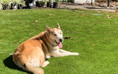 Artificial Turf for Dogs in Monterey: Perks for Senior Pets