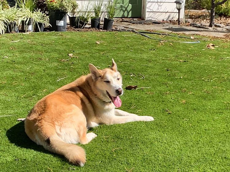 Artificial Turf for Dogs in Monterey: Perks for Senior Pets