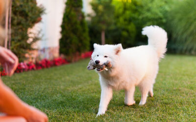 How Turf for Dogs in Palm Beach, FL Can Withstand Your Pets’ Activities