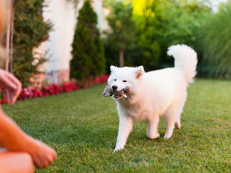 How Turf for Dogs in Palm Beach, FL Can Withstand Your Pets’ Activities