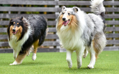 Why Artificial Turf in San Antonio, TX is the Perfect Choice for Dog Runs