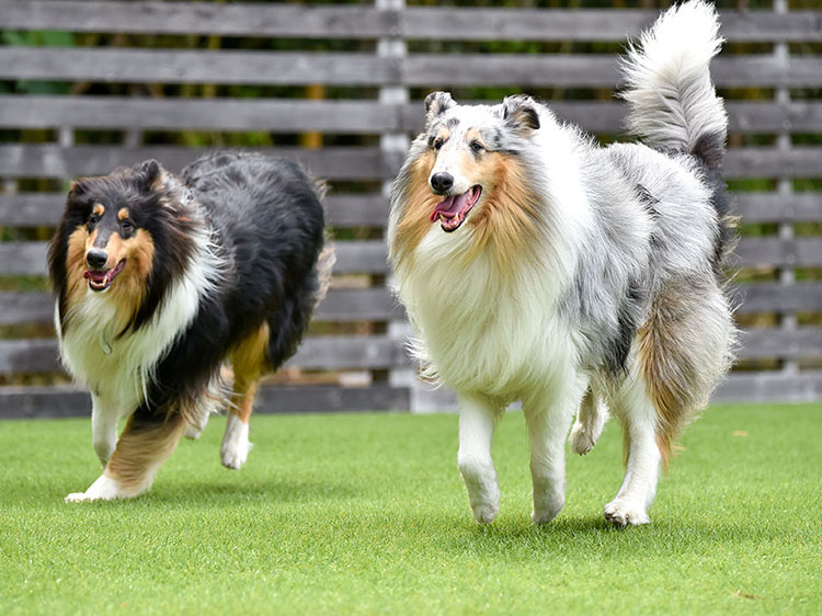 Why Artificial Turf in San Antonio, TX is the Perfect Choice for Dog Runs