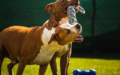 Non-Toxic Artificial Turf for Dogs: A Safe Playground for Your Pets