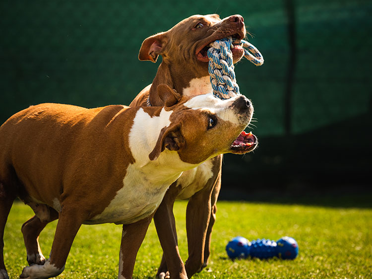 Non-Toxic Artificial Turf for Dogs: A Safe Playground for Your Pets