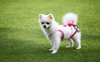 Reduce Fleas and Ticks: Pet Artificial Grass in Vacaville: A Healthier Dog Yards