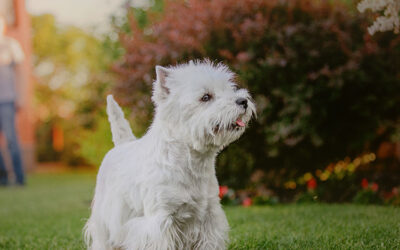 Odor-Free Pet Zones: The Power of an Artificial Grass Installation in Phoenix