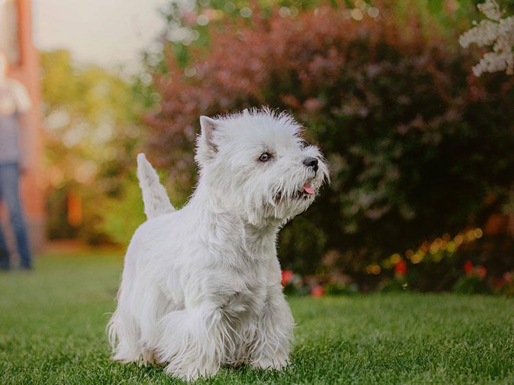 Odor-Free Pet Zones: The Power of an Artificial Grass Installation in Phoenix