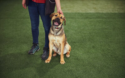 Maximizing Pet Comfort With Dog-Friendly Artificial Turf in Salt Lake, Utah