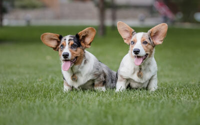 Goodbye Allergies: Pet Artificial Grass in Santa Cruz for Dogs With Skin Sensitivities