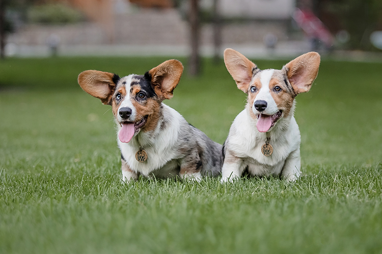 Goodbye Allergies: Pet Artificial Grass in Santa Cruz for Dogs With Skin Sensitivities