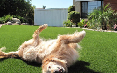 Real Grass vs. Artificial Grass for Dogs in Stockton: Which Is the More Sanitary for Pets?