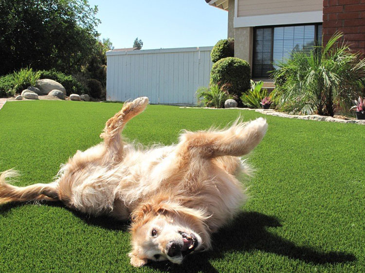 Real Grass vs. Artificial Grass for Dogs in Stockton: Which Is the More Sanitary for Pets?