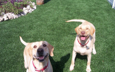 Muddy Paws No More: Artificial Turf for Dogs in Santa Rosa for Cleaner Homes