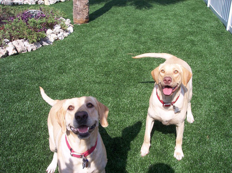 Muddy Paws No More: Artificial Turf for Dogs in Santa Rosa for Cleaner Homes