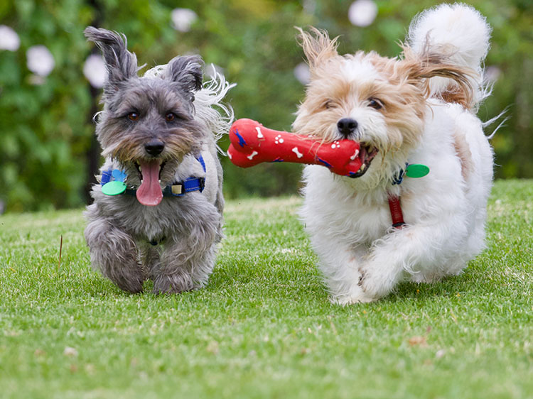 Guide to Crafting Pet-Friendly Landscapes with the Best Artificial Grass for Dogs in Las Vegas