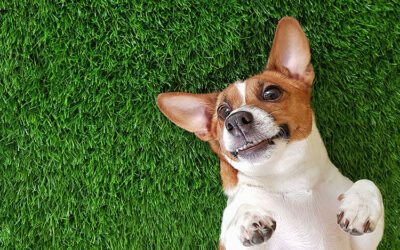 Temperature Regulation: How Artificial Pet Turf in Orlando Stays Cool for Dogs