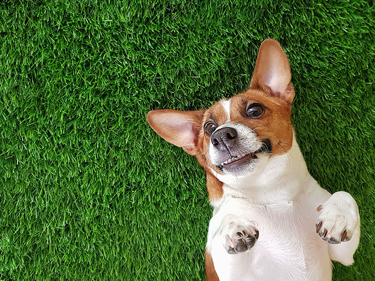 Temperature Regulation: How Artificial Pet Turf in Orlando Stays Cool for Dogs