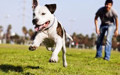 Artificial Turf for Pets in Seattle: The Ultimate Solution to These Dog Lawn Issues