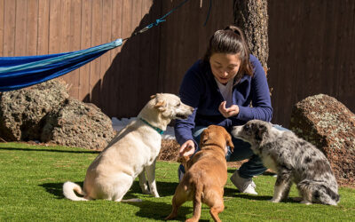 Training on Turf: Unraveling the Perks of Artificial Grass for Pets in Reno