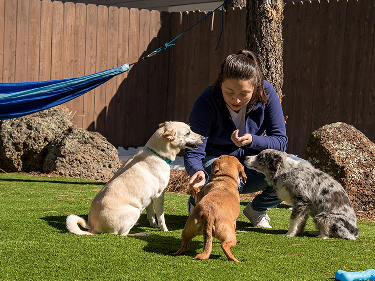 Training on Turf: Unraveling the Perks of Artificial Grass for Pets in Reno