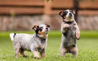 Puppy Dangers in Yards That Pet Artificial Grass in Portland Gets Rid of