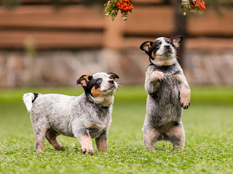 Puppy Dangers in Yards That Pet Artificial Grass in Portland Gets Rid of