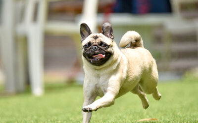 Synthetic Grass Near Me: Why it’s a Smart Choice for Eco-Conscious Dog Owners