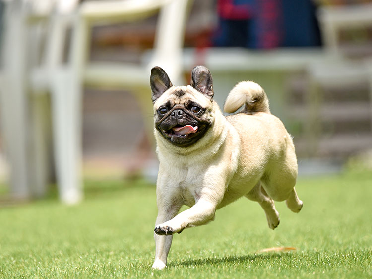 Synthetic Grass Near Me: Why it’s a Smart Choice for Eco-Conscious Dog Owners