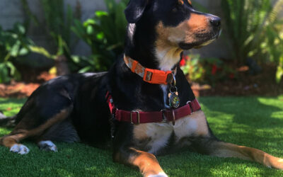 How Synthetic Turf Benefits Larger Dog Breeds