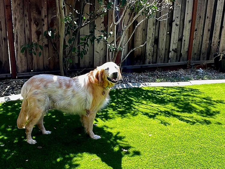 9 Canine Safety Concerns Fixed Artificial Grass