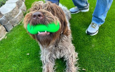 Yes, Artificial Grass Is Good for Puppies Too! Here’s Why