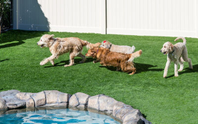 Artificial Grass for Dog Play Areas: Features and Benefits
