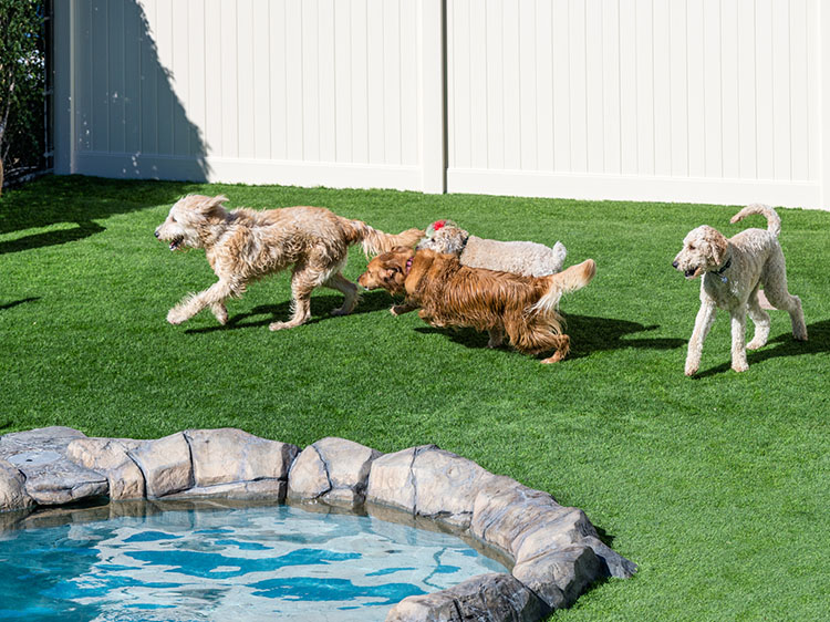 Artificial Grass for Dog Play Areas: Features and Benefits