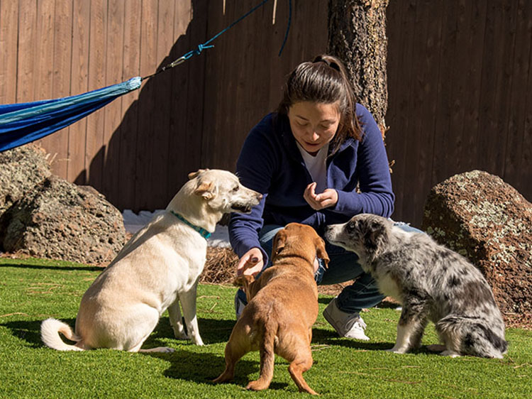 Artificial Grass for Kennels: Comfort and Durability for Pets