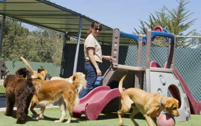 Choosing Pet-Safe Infill for Your Artificial Grass: What You Need to Know