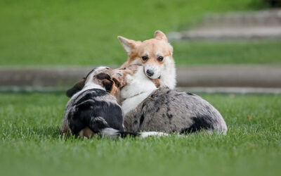 Protect Your Pets From Pesticide Exposure with Artificial Grass