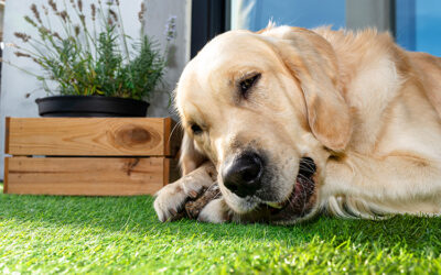 Why Artificial Grass Is More Hygienic for Pets