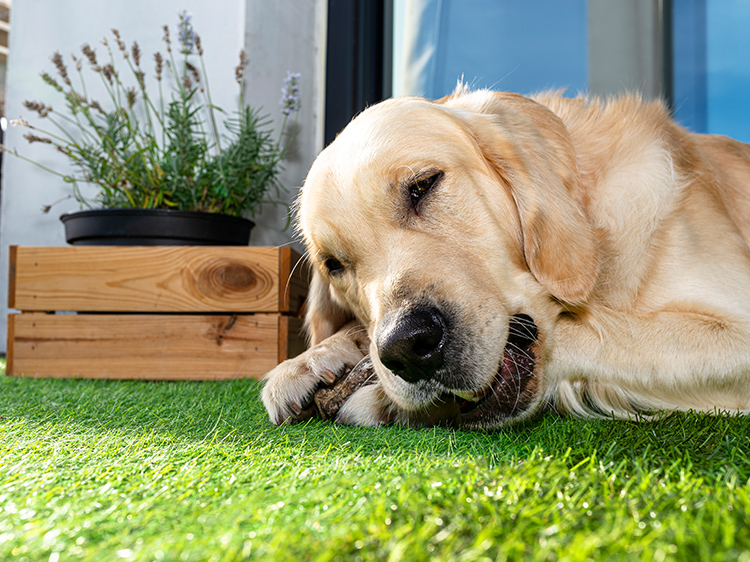 Why Artificial Grass Is More Hygienic for Pets