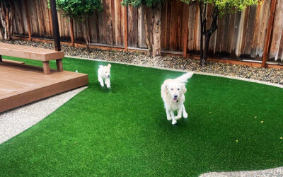 How Artificial Grass Can Improve Your Dog’s Outdoor Space