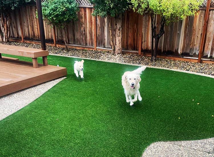 How Artificial Grass Can Improve Your Dog’s Outdoor Space