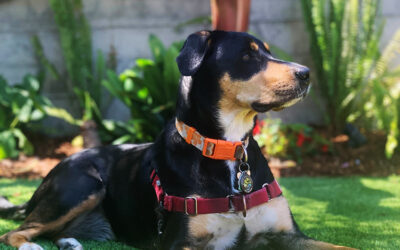 How Infill in Makes Artificial Grass More Comfortable for Pets
