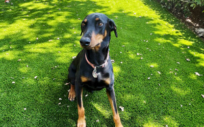 How to Keep Your Artificial Grass Smelling Fresh with Dogs Around