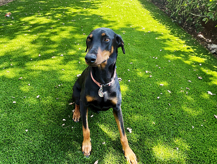 How to Keep Your Artificial Grass Smelling Fresh with Dogs Around