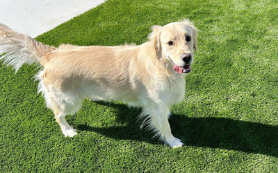 Eliminating Mud: Why Artificial Grass is the Solution for Dog Owners