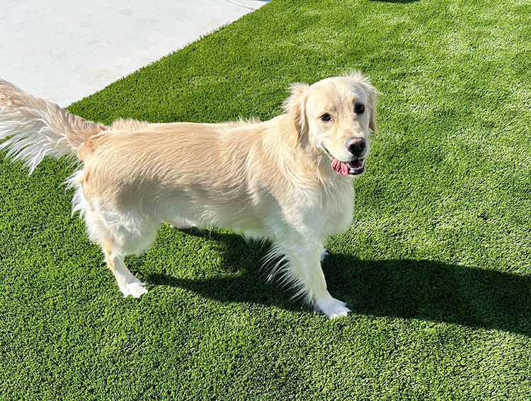 Eliminating Mud: Why Artificial Grass is the Solution for Dog Owners