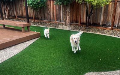 Boost Canine Enrichment with Tunnels and Agility on Artificial Grass